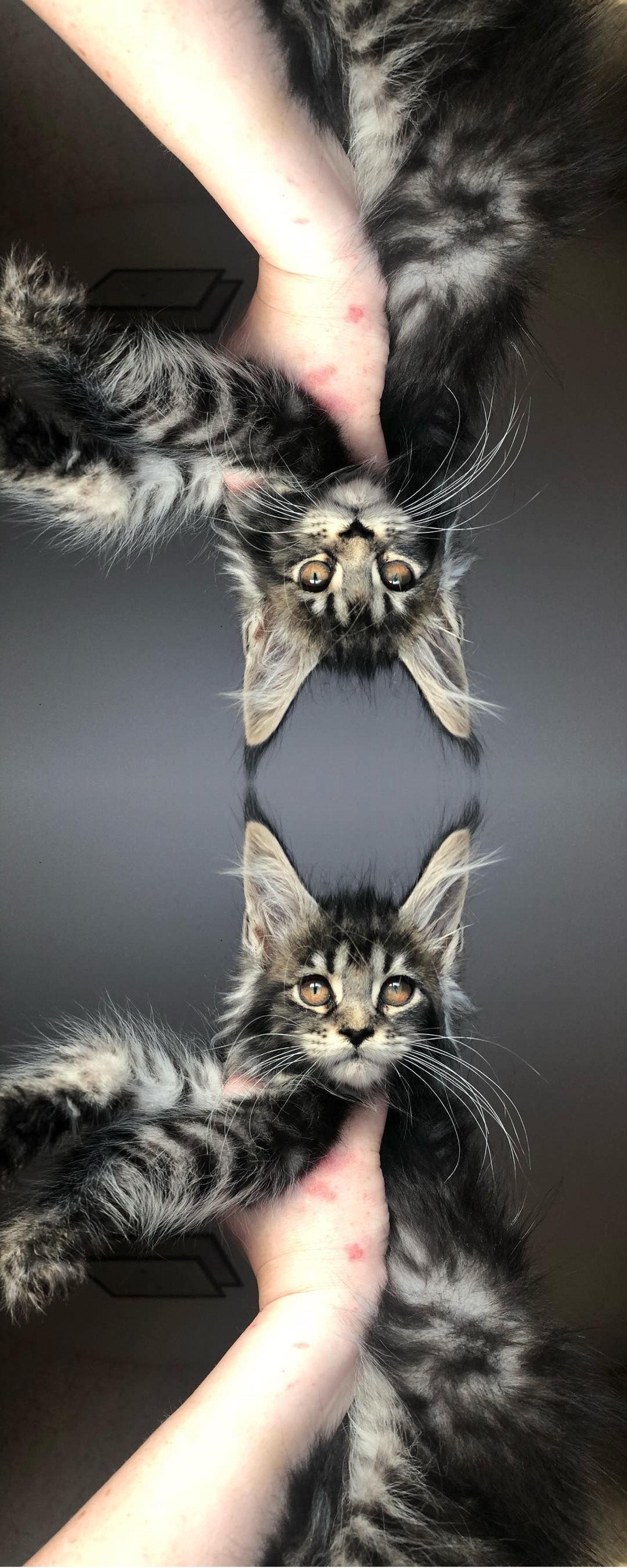 A cat stuck in the mirror dimension